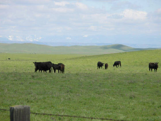 James Merrill Real Estate Cattle Land