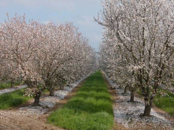 James Merrill Real Estate Orchard Madera California